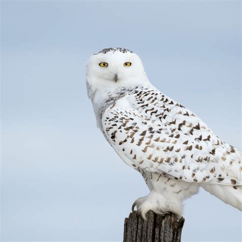 Snowy White Owl Symbolism Meanings: Explained and Analyzed