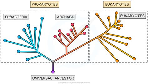 CIE A Level Biology复习笔记18.1.2 The Three Domains: Archaea, Bacteria ...