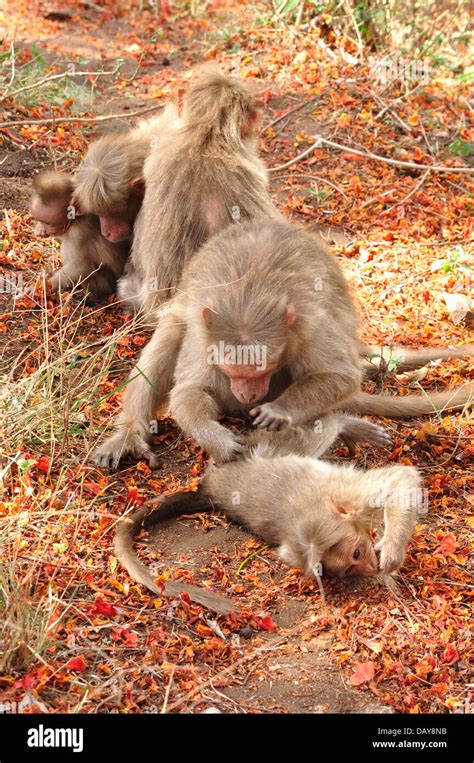 Bonnet Macaque Stock Photo - Alamy