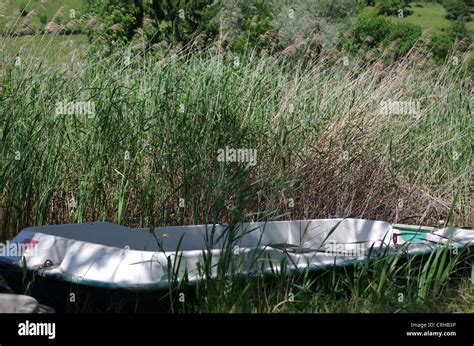 boat with reed Stock Photo - Alamy