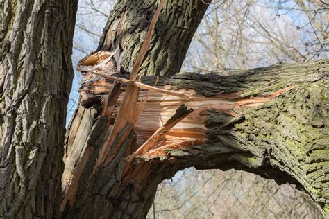 Broken Tree Branches: Should You Repair Or Cut Off? | Émondage SBP