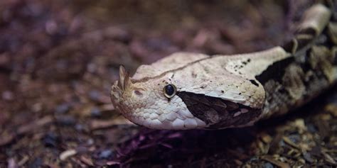 Gaboon viper | Smithsonian's National Zoo