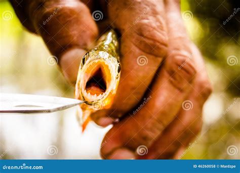 Fishing Piranha at Amazon River. Amazon Jungle Stock Photo - Image of ...