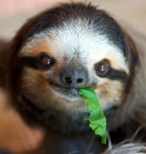 Pet Sloth: Legality, Feeding, and Housing Introduction - PetHelpful