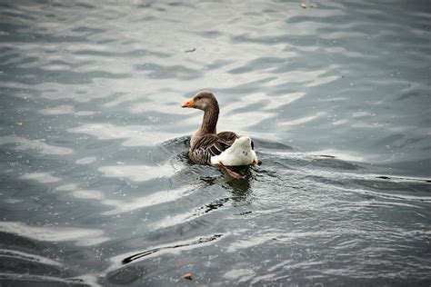 Two Birds Flying · Free Stock Photo