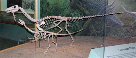 Interesting Facts About Coelophysis