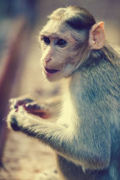 Bonnet Macaque Free Stock Photo - Public Domain Pictures