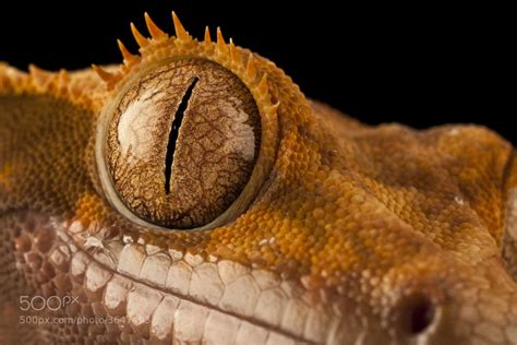 Photograph Crested Gecko Eye by Joe Reynolds on 500px