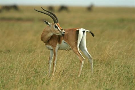 Grant’s Gazelle: Habitat, Diet & Unexpected Resourcefulness