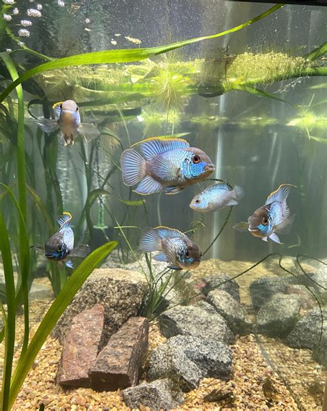 Electric Blue Acara: Care Guide, Breeding, Tank Size & Disease