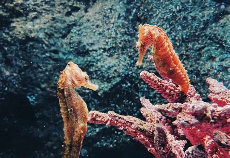 50 Surprising Seahorse Facts That You Never Knew About