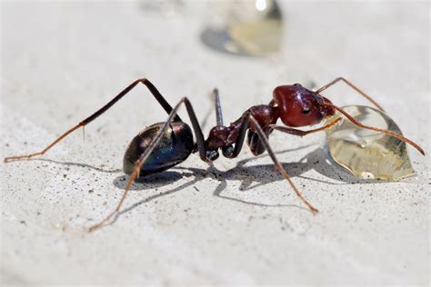 Ant | Animal Wildlife