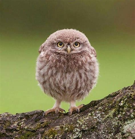 This little owlet is ready to face Monday http://ift.tt/2otrpi9 | Baby ...