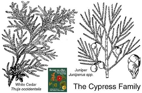 Cupressaceae: Cypress or Cedar Family Plant Identification ...