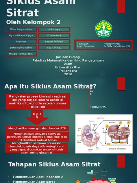 Siklus Asam Sitrat | PDF