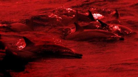 Dolphin hunting: should it be banned? - netivist