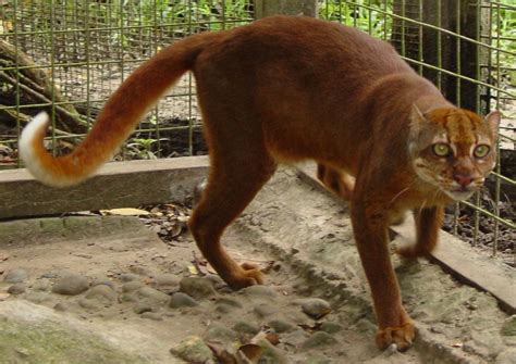 Bay cat, one of the world's most rare, caught on camera in Borneo ...