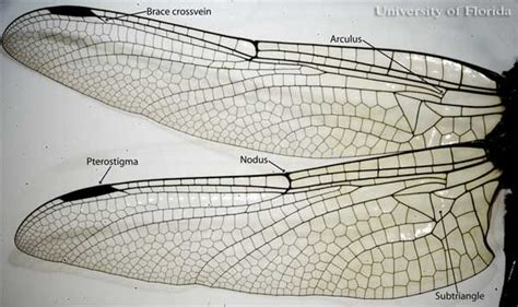 dragonflies and damselflies, Odonata | Dragonfly, Insect wings ...