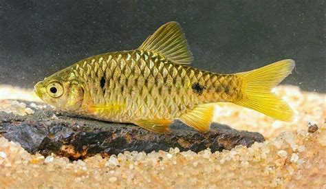 New golden barb | Freshwater aquarium fish, Goldfish, Fish