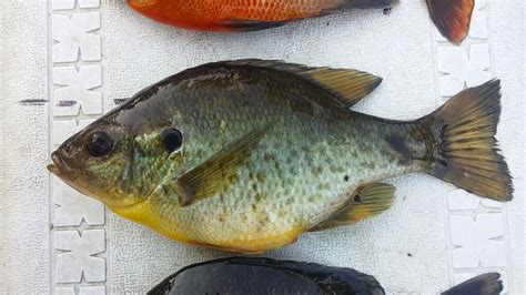 Lepomis microlophus » NCFishes.com