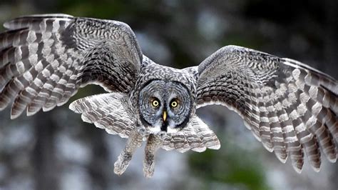 Great Gray Owls at Jim’s Place - live owl camera from Montana | Explore.org