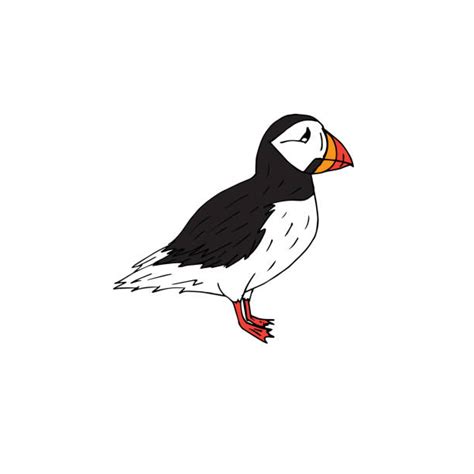 Puffin Bird Drawings Illustrations, Royalty-Free Vector Graphics & Clip ...