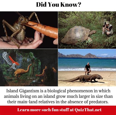 The reason for Island Gigantism #didyouknow | Island, Phenomena, Tiki room