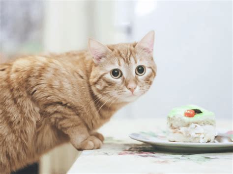 Top 10 Healthiest Human Foods That Cats Can Eat - Sploot Vets