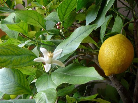 Lemon - Wikipedia