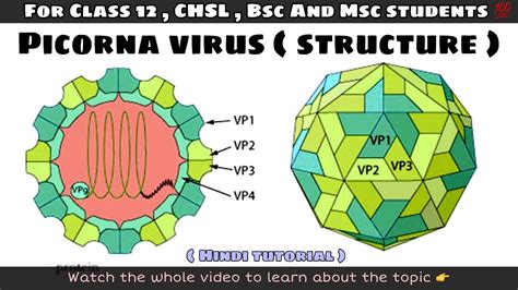 Structure of picorna virus ll biology ll - YouTube