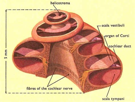 cochlea