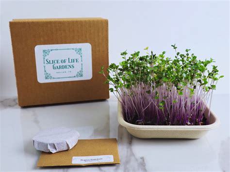 Microgreens Grow Kit DIY Indoor Organic Gardening Purple | Etsy