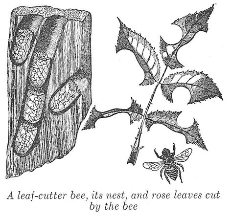 leaf-cutter bee – US Represented