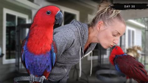 30 Days with a Female Eclectus Parrot - YouTube