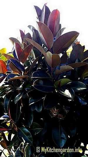 How To Grow Rubber Plant From Cuttings: Rubber Plant Propagation Methods