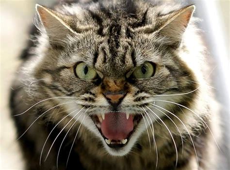 Create meme "angry cat, hissing cat, the cat hisses" - Pictures - Meme ...