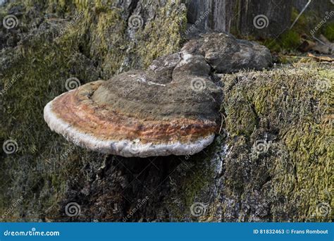 Lingzhi mushroom stock image. Image of orange, science - 81832463