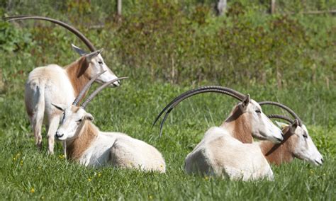 Scimitar-horned oryx | Smithsonian's National Zoo