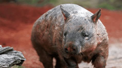 Northern Hairy-nosed Wombat - Back from the Brink - Natura Pacific