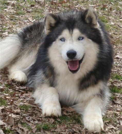 Alusky (Husky Malamute Mix) Info, Training, Puppies and Pictures