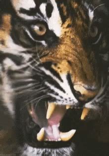 Roaring Tiger GIFs | Tenor