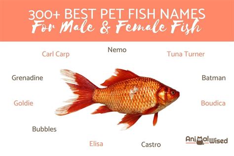 Pet Fish Names In Spanish - Unique Fish Photo