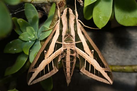 Banded Sphinx Moth– Identification, Life Cycle, Facts & Pictures