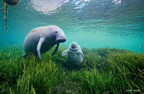 19 Manatee Facts for Kids that You Won’t Believe – Facts For Kids