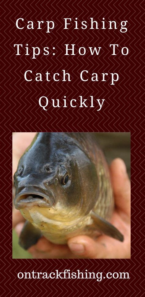 Learn the best carp fishing tips to catch carp fast. Discover the best ...