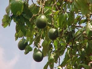 Pollination of Avocado trees | Pat Welsh Organic and Southern ...