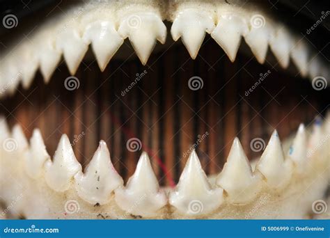 Piranha Teeth Close-up Royalty Free Stock Images - Image: 5006999