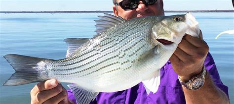 Hybrid Striped Bass Fishing in Arkansas, AR - FishingBooker