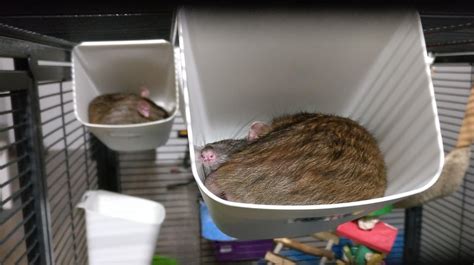 Ikea has rat holders : RATS