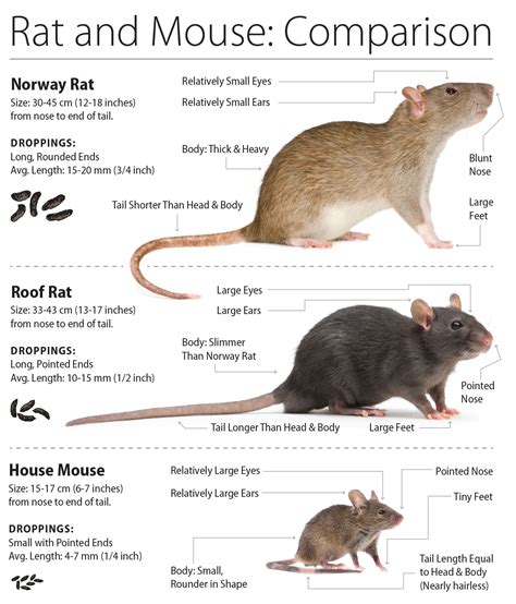 What are the differences between a mouse and a rat? | HardwareZone Forums